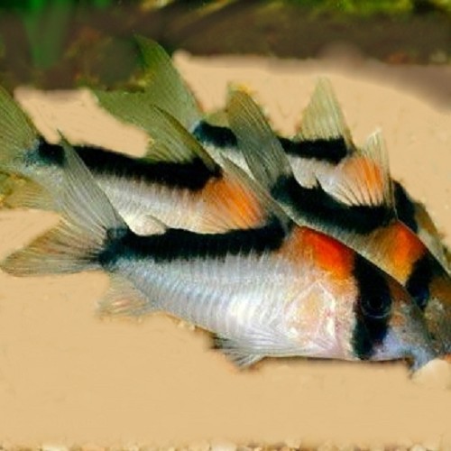 Corydoras adolfoi - Adolfo's cory M